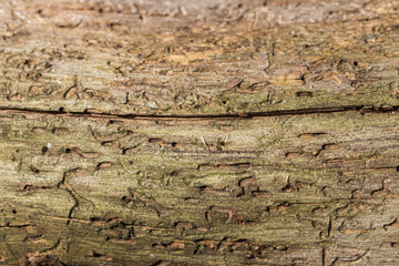 old wood texture