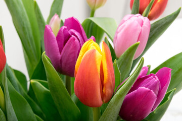 Colorful tulips close up, spring flowers on a light background