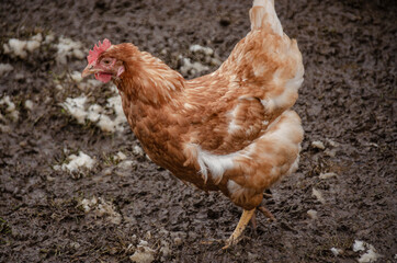 Ein Huhn auf einer Wiese