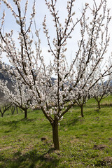 Obraz premium Beautiful apricot trees in full bloom in Wachau, Austria.