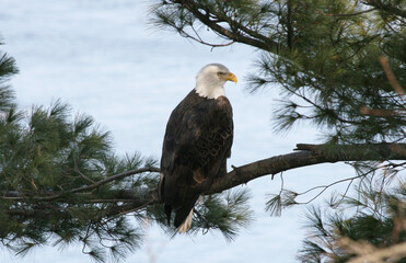 american bald eagle on branch
