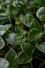 Obraz premium Details of the Vinca sp.