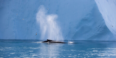 Humpback whale tail dripping water drops in arctic ocean with glaciers and icebergs around, in Greenland © vladimir