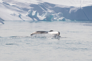 Humpback whale tail dripping water drops in arctic ocean with glaciers and icebergs around, in...