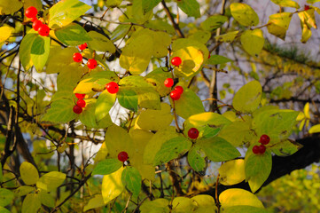 Tatar honeysuckle Lonicera tatarica in the park. Autumn tree covered with red honeysuckle berries. Murmansk, Russia. Wallpaper.