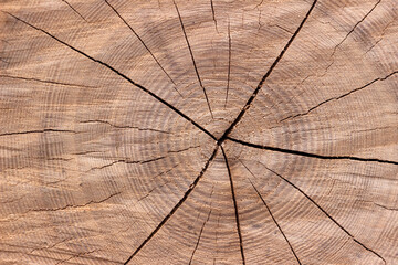 Cut a tree in the forest. Butt felled tree with rings and crack, background