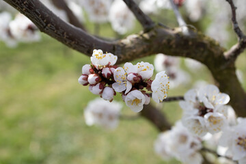 Delicate blossoms and buds of an  apricot tree in full bloom in Wachau, Austria.