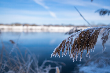 closeup of grass covered with snow and ice at beautiful snowy white river called werdersee in winter in bremen