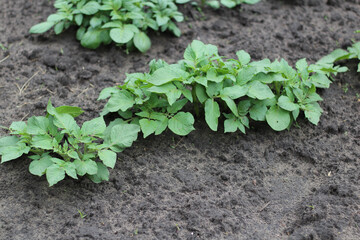 Row of freshly sprouted potato plants in the beds