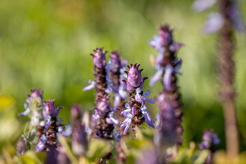 Purple flowers close up, with green background, in spring.