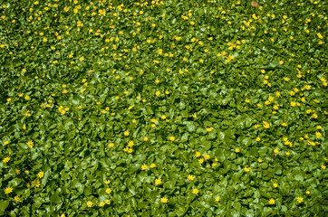 background of yellow flowers and green leaves