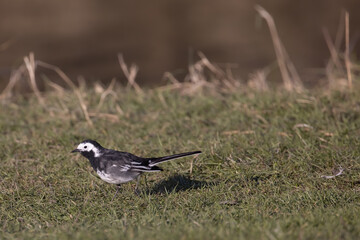 Piebald wagtail on grass