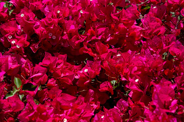 Red flowers