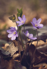 Wiosenne kwiaty -Przylaszczka pospolita