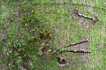 Tree textures