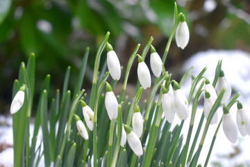 Obraz na płótnie Canvas Beautiful group of white snowdrop flower buds with green leaves blurred background in winter season in England.