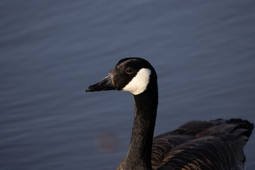 Canada Goose head 1