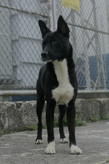 Naklejka premium Dog