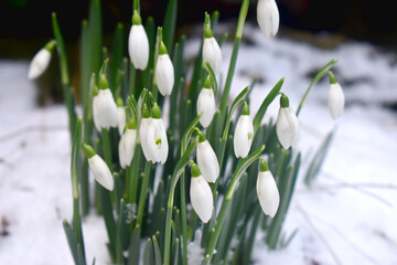 Beautiful white snowdrop flowers with green leaves growing on white snow in winter season in England.