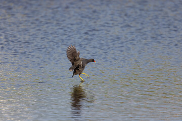 Moorhen landing 
