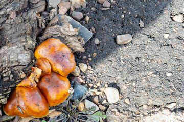 Spring mushrooms on a tree (sawn stump).