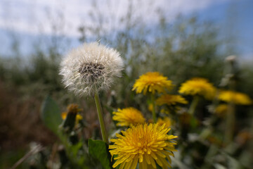 Obraz na płótnie Canvas Flower head and dandelion. Blurred grass and sky in the background.