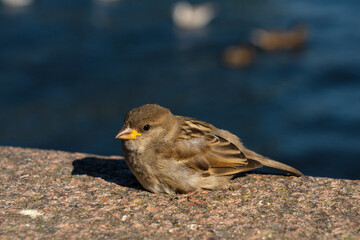 detailed close-up portrait of a house sparrow outdoors. Passer domesticus. little nimble sparrow basking in the sun on a granite surface with moss. A small bird with gray-black plumage. disease