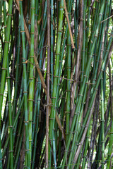 bamboo forest background