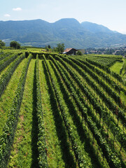 Wineyard