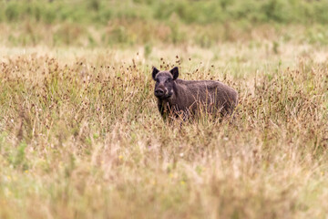 Wildschwein 2