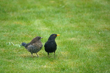 members young and old from a blackbird family (turdus merula) taking food in the garden 