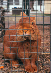  Ginger fluffy domestic rabbit in a cage. Rabbit fur farm