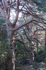 Bosque de pinos centenario