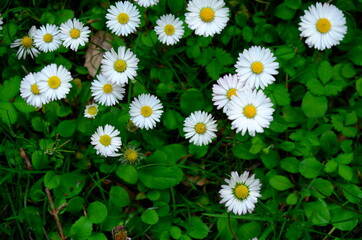 Fototapeta premium Daisy