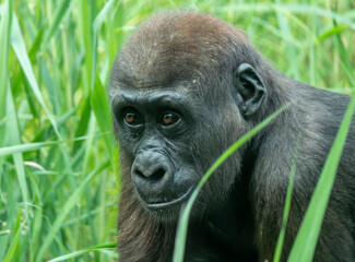 Gorilla monkey sits in the grass n his natural environment while looking into the camera