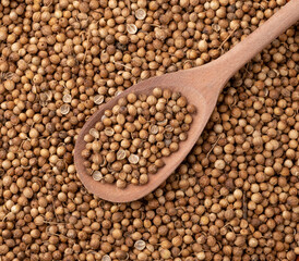Top view, closeup of coriander seeds on a wooden spoon. Food backdrop