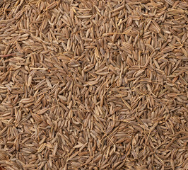 Top view, closeup of cumin seeds. Food backdrop