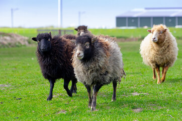 flock of ouessant sheep in meadow at a hobby farmer
