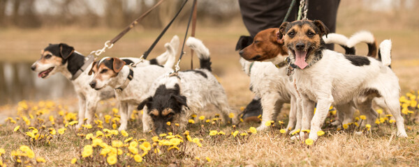A pack Jack Russell Terrier. Dog sitter is walking  with many dogs on a leash in the beautiful nature in the season spring.