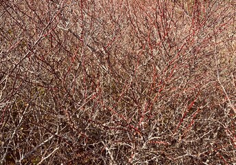 Fascinating Background from bushes with dried branches, without leaves.