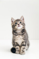 Fototapeta na wymiar Cute gray cat kid animal with interested, question facial face expression look up on copy space. Small tabby kitten on white background. Vertical format