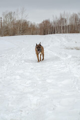 dog running in snowy field
