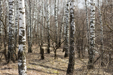 Fototapeta premium Birch forest in daylight in the spring