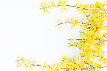 Floral composition. Pattern made of yellow forsythia flowers on a white background. Concept of...