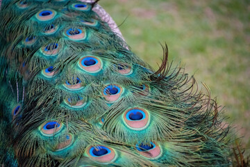 pavo real con plumas y cola grande de colores en la naturaleza