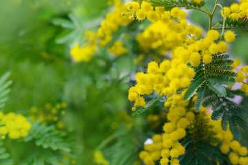 Mimosa tree with bunches of fluffy tender flowers of it. Background of yellow mimosa tree. Concept of holidays and mimosa flower decoration - obrazy, fototapety, plakaty