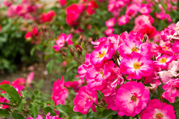 pink and white flowers