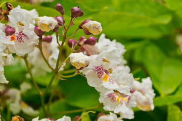 tree blossom