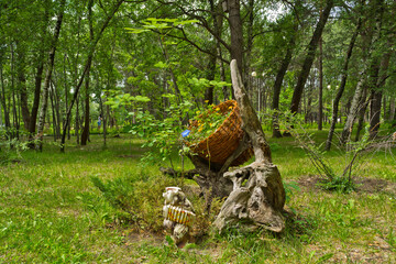 stump in the forest