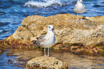 seagull on a rock